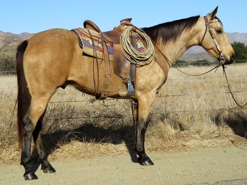 9 YEAR OLD 15.1 HAND BUCKSKIN GELDING