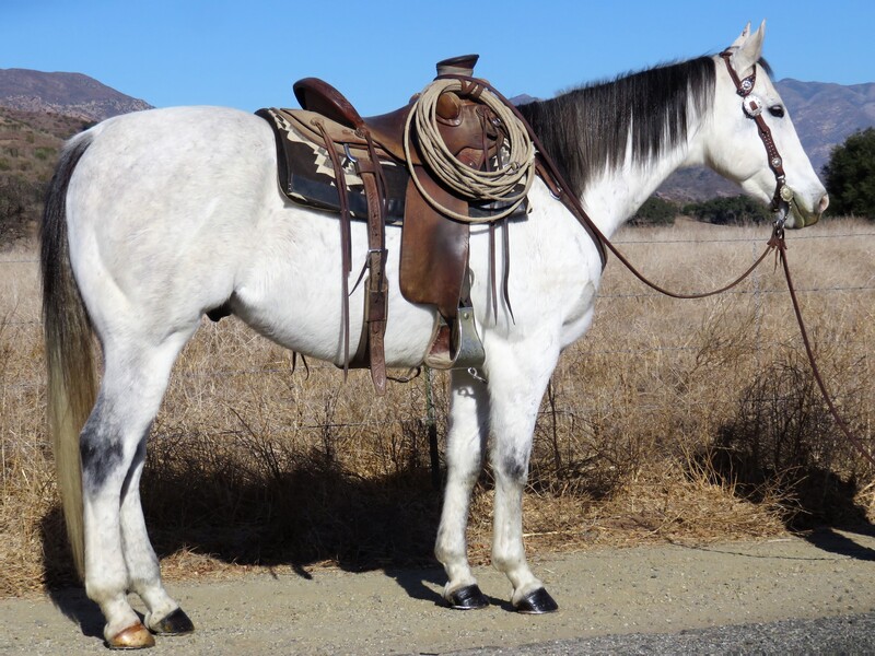 6 YEAR OLD 15.2 HAND GREY GELDING **VIDEO**