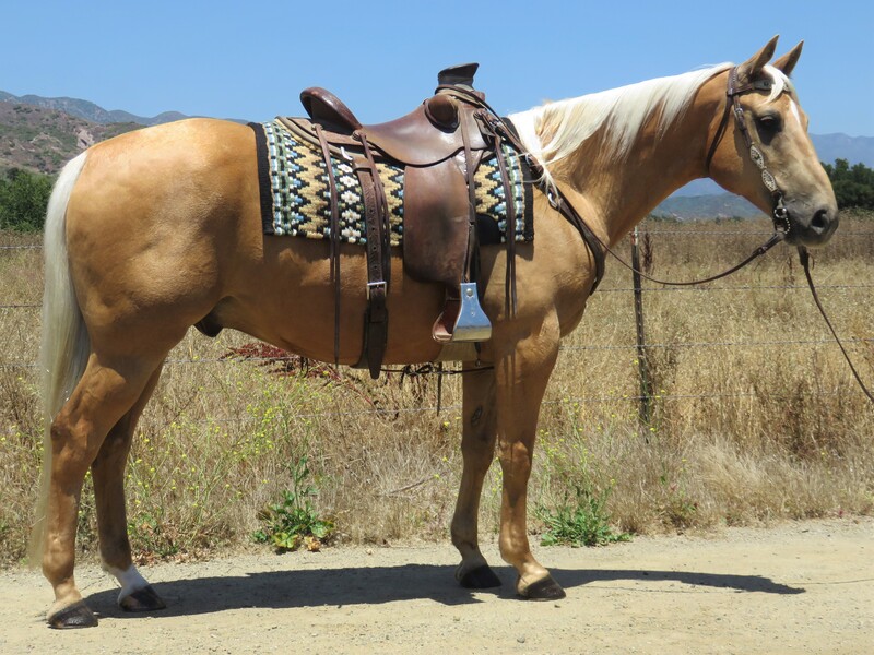 10 YEAR OLD 15.1+ HAND PALOMINO GELDING