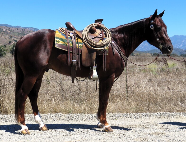 5 YEAR OLD 15+ HAND STOUT CHESTNUT GELDING ***VIDEO***