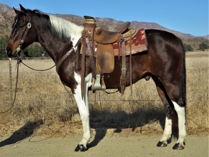 14 YEAR OLD 14.2 HAND PAINT GELDING **VIDEO**