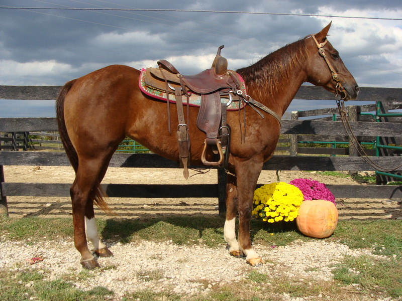 2009 AQHA CHESTNUT MARE, USED FOR TEAM SORTING AND RANCH WORK For Sale ...