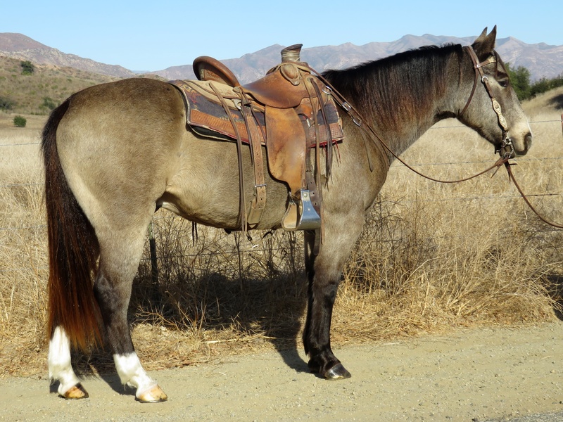 8 YEAR OLD BUCKSKIN GELDING **VIDEO**