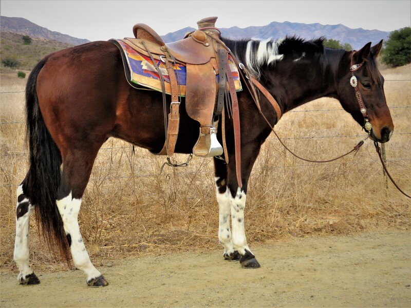 10 YEAR OLD 15 HAND TOBIANO GELDING