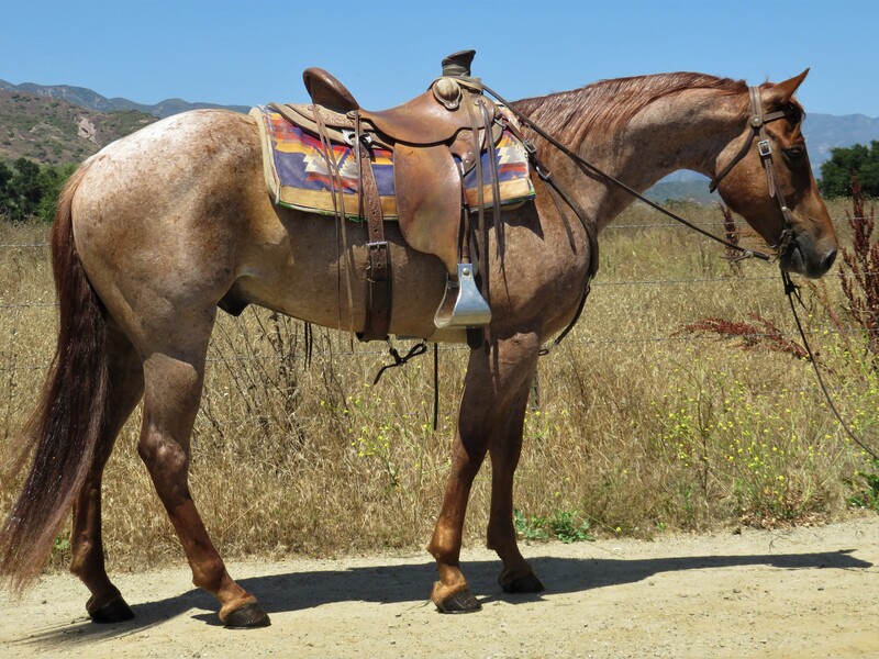 8 YEAR OLD 15.1 HAND RED ROAN GELDING