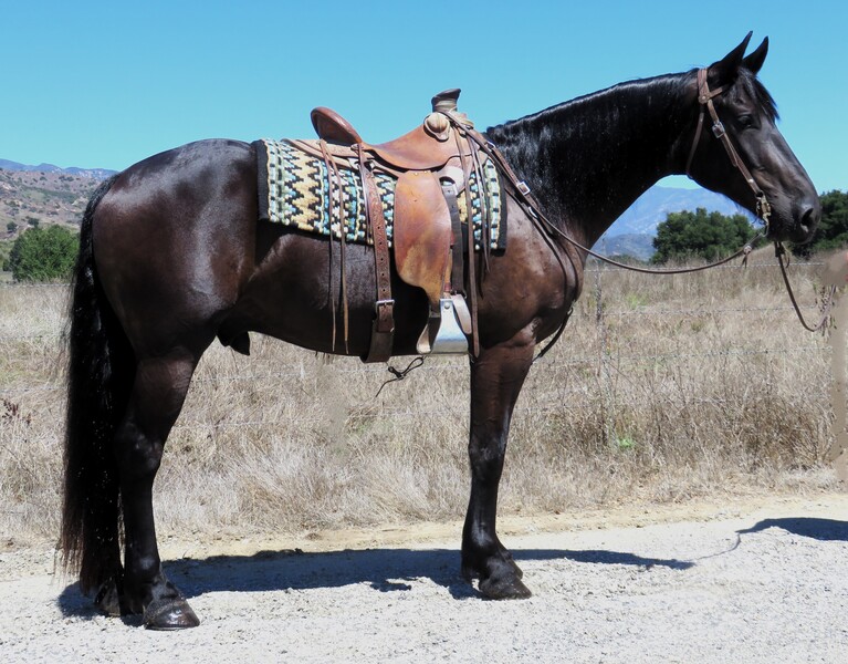 5 YEAR OLD 16+ HAND FRIESIAN DRAFT QUARTER CROSS