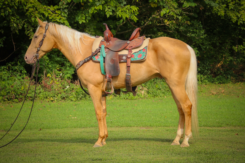 REALLY INTELLIGENT, PRETTY, SMART PALOMINO GELDING, RANCH, TRAIL