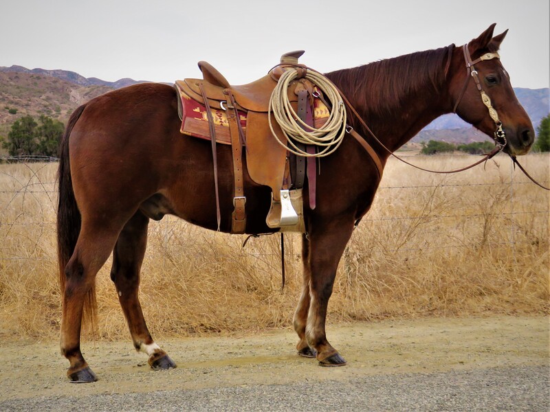 12 YEAR OLD 15+ HAND CHESNUT GELDING