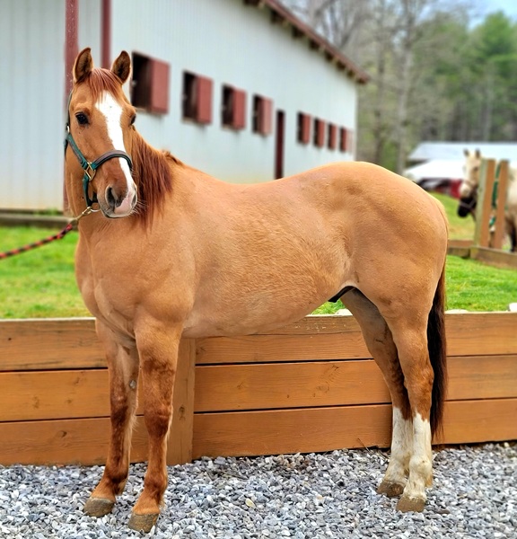 chestnut dun horse