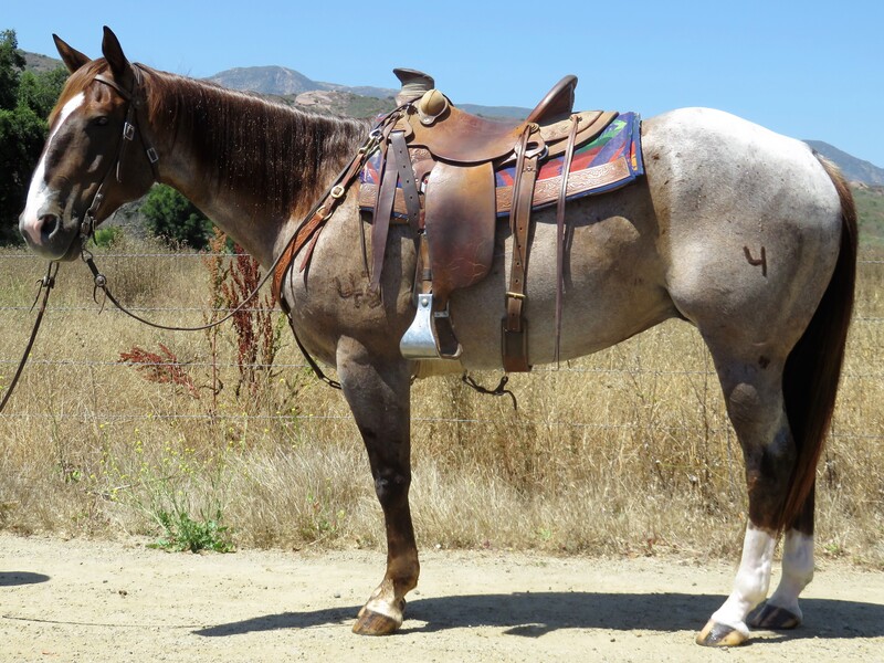 15.2 HAND 7 YEAR OLD ROAN GELDING