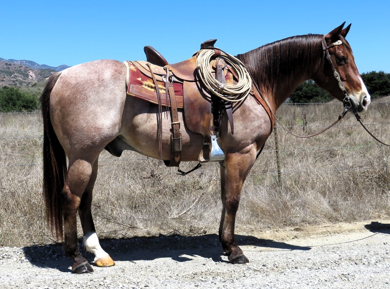 13 YEAR OLD 14.3+ HAND RED ROAN GELDING