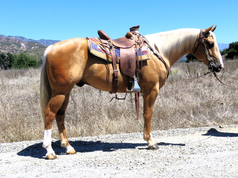 4 YEAR OLD 15.1 HAND PALOMINO GELDING