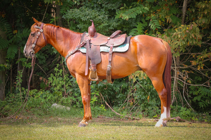 ATHLETIC, HANDY, AND FUN TO RIDE SORREL QUARTER HORSE GELDING, NECK REINS, WORKS CATTLE 