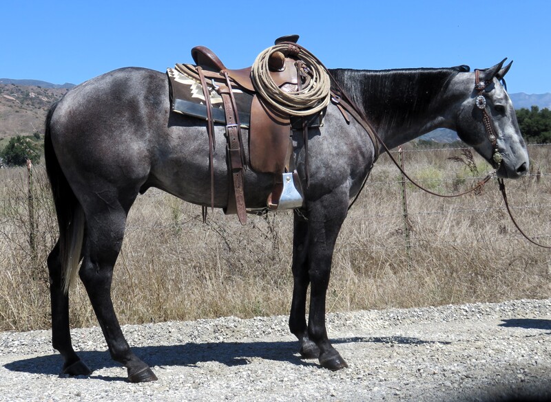 5 YEAR OLD 15.2+ HAND STEEL GRAY GELDING  ***VIDEO***