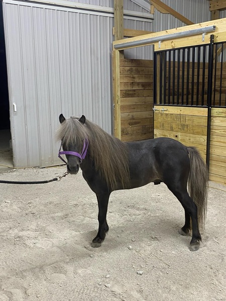 40" Chocolate Stallion 