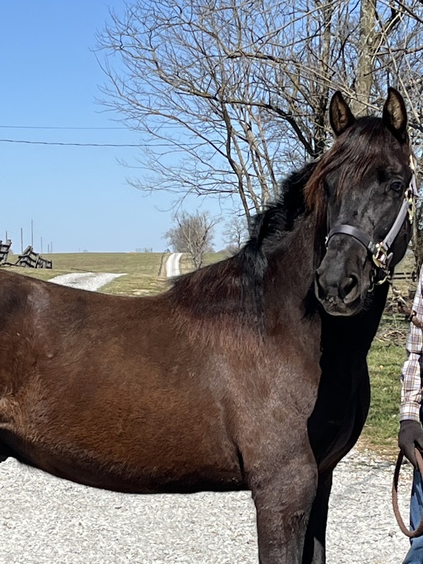 Stunning Well Bred Black Colt 