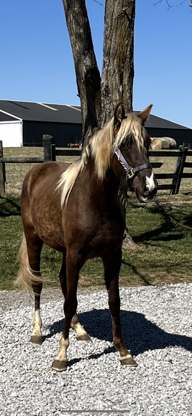 Stunning Well Bred 2 Yr Old Filly 