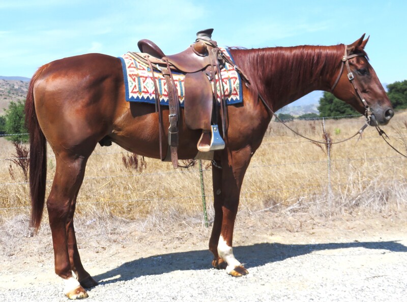 13 YEAR OLD 17 HAND CHESTNUT THOROUGHBRED GELDING +++VIDEO+++