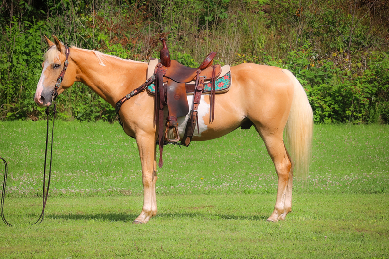 FLASHY AND UNIQUE PALOMINO AND WHITE OVERO PAINT GELDING, GENTLE AND FUN