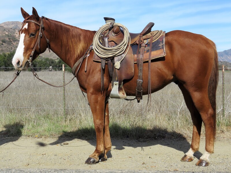 6 YEAR OLD 15+ HAND SORREL GELDING **VIDEO**