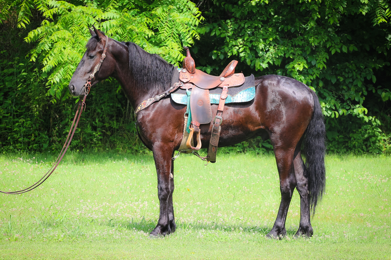UNIQUE HARD TO FIND GAITED FRIESIAN FOX TROTTER CROSS GELDING, RIDES AND DRIVES, GENTLE AND SMART, SMOOTH