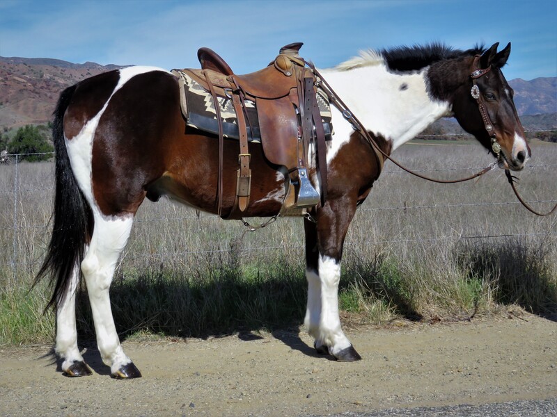 8 YEAR OLD 15 HAND PAINT GELDING  **VIDEO**