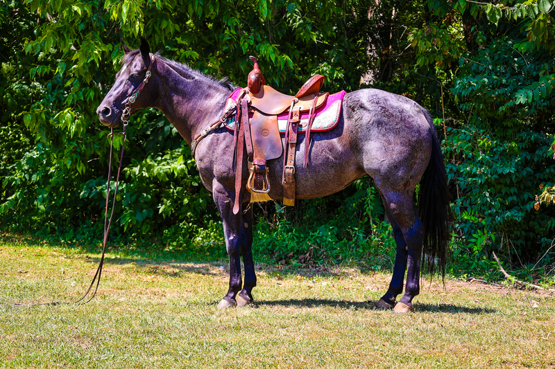 FAMILY AND YOUTH SAFE TRUE BLUE ROAN QUARTER HORSE MARE, ANYONE CAN RIDE, SUPER GENTLE 