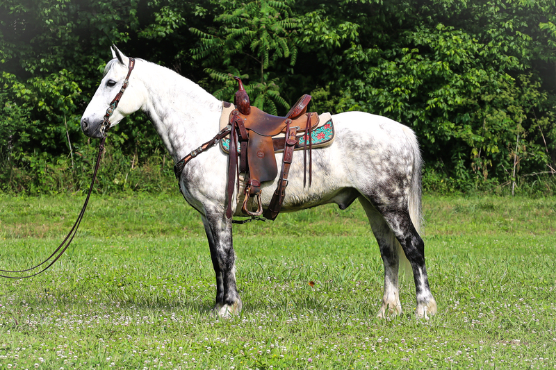 VERY GENTLE AND WELL BROKE DAPPLE GRAY ANDALUSIAN QUARTER HORSE CROSS GELDING, FUN TO RIDE