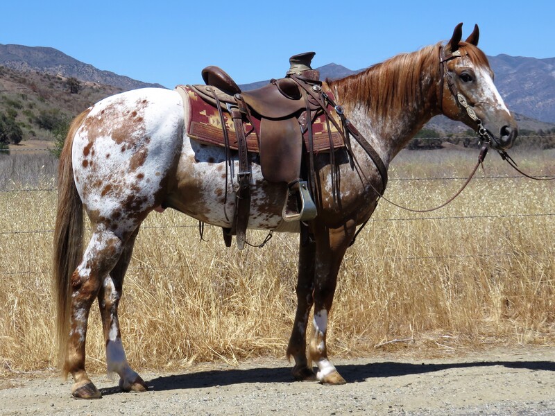 10 YEAR OLD APPY GELDING