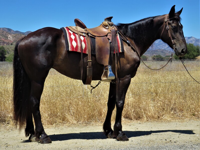 8 YEAR OLD 16.2 HAND BLACK MARE **VIDEO**