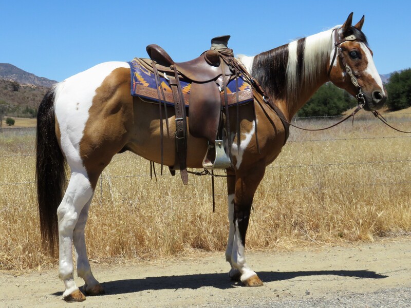 11 YEAR OLD BUCKSKIN PAINT