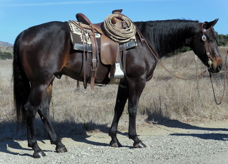 6 YEAR OLD 15.2 HAND BROWN-BLACK GELDING