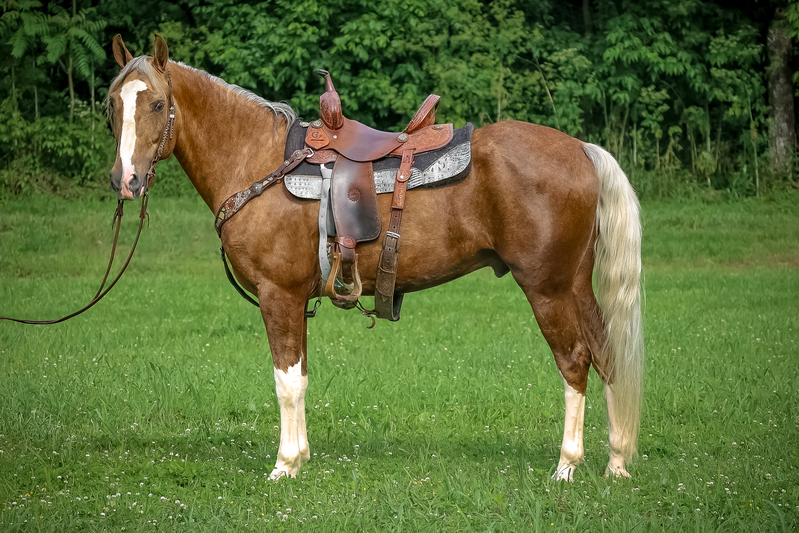 GORGEOUS GOLDEN DAPPLE PALOMINO GELDING, PROFESSIONAL TRAINING, FANCY AND STYLISH