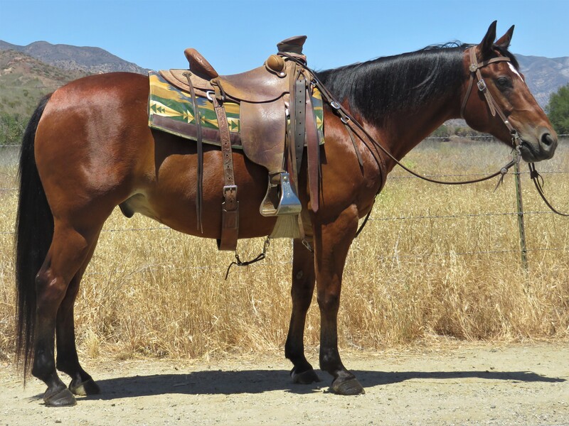 12 YEAR OLD 14.2 HAND BAY GELDING **VIDEO**