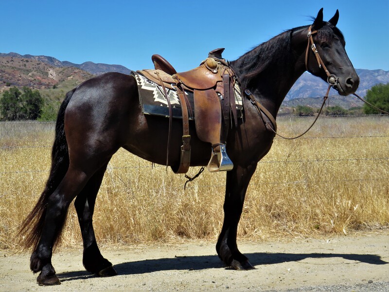 4 YEAR OLD 15 HAND FRESIAN MARE