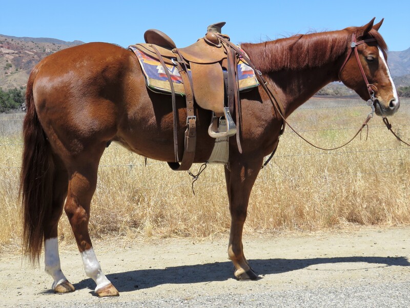 6 YEAR OLD 15.3 HAND SORREL GELDING