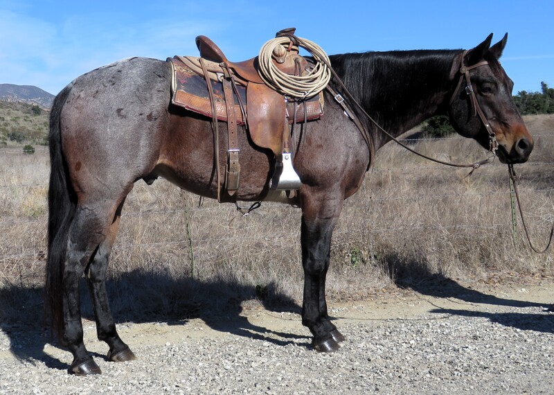 7 YEAR OLD 15.3 BAY ROAN