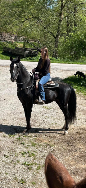 Gorgeous Easy To Trail Ride Stallion 