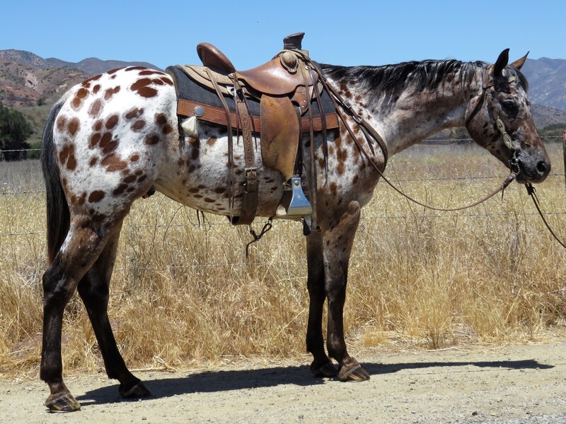 10 YEAR OLD 15.2 HAND LEOPARD APPALOSSA **VIDEO**