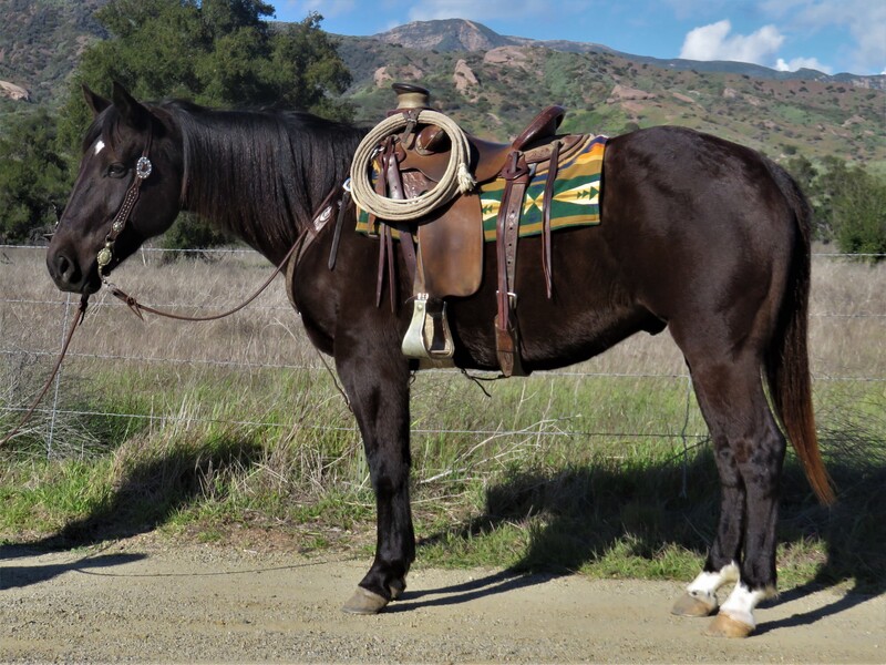 9 YEAR OLD 15.2 HAND BLACK GELDING