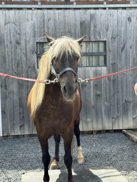 15.1 Gorgoues Novice Safe Trail Horse 