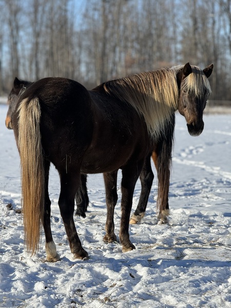 15.1 Gorgoues Novice Safe Trail Horse 