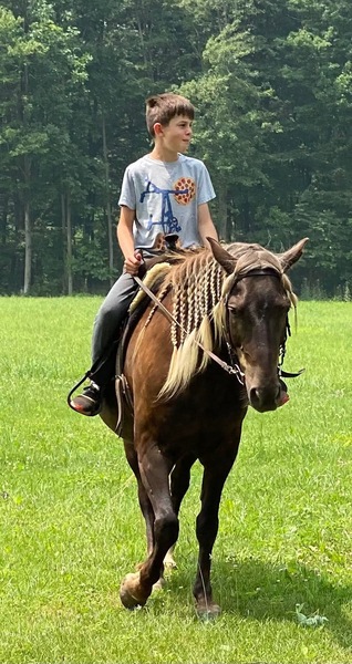 15.1 Gorgoues Novice Safe Trail Horse 