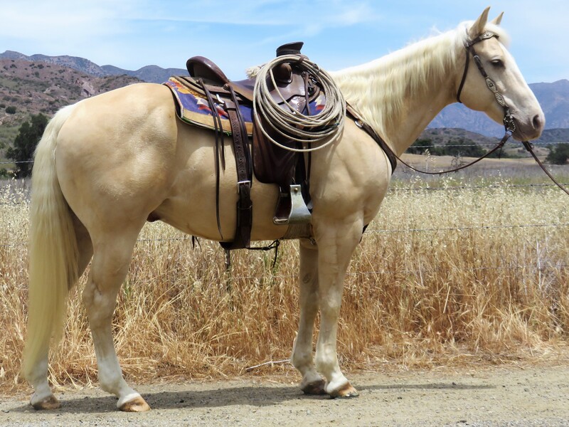 15.3 HAND PALOMINO GELDING **VIDEO**