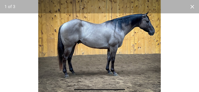 7 YEAR OLD 14.3 HAND GRULLA GELDING