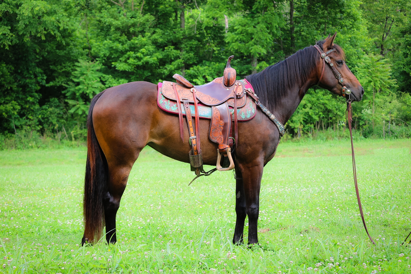 PRETTY AQHA BAY MARE, TRAIL RIDES, ARENA WORK, SMART, WILLING, AND ATHLETIC 