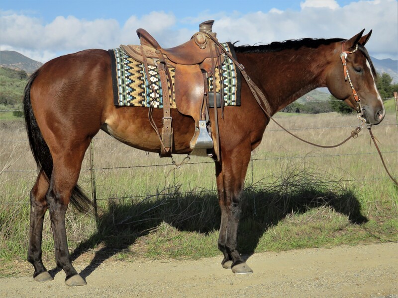 5 YEAROLD 15.2 HAND BAY MARE +++VIDEO+++