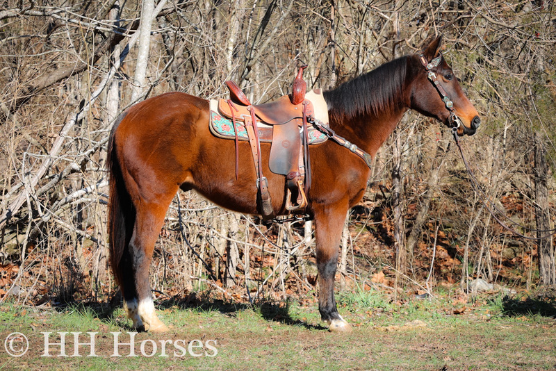 SUPER GENTLE, FAMILY FRIENDLY, SAFE AND QUIET BAY FOX TROTTER QUARTER HORSE CROSSBRED GELDING, SMOOTH