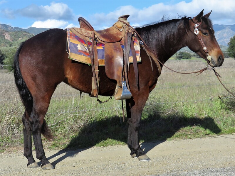 3 YEAR OLD 14.2 HAND BAY MARE ***VIDEO***