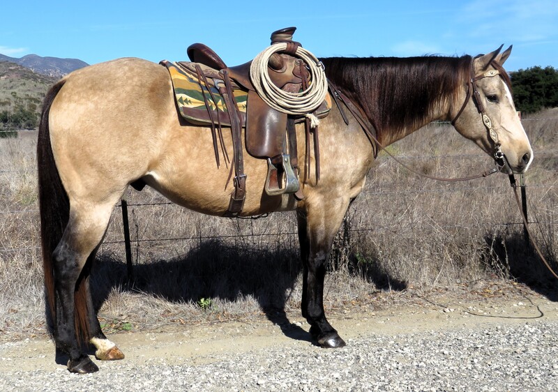 9 YEAR OLD 15 HAND BUCKSKIN GELDING